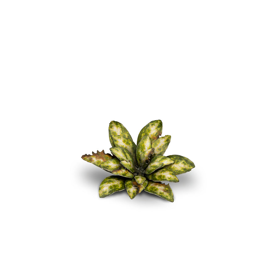 Dumb Cane | Laser Plants