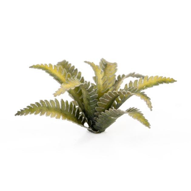 Deer Fern | Laser Plants