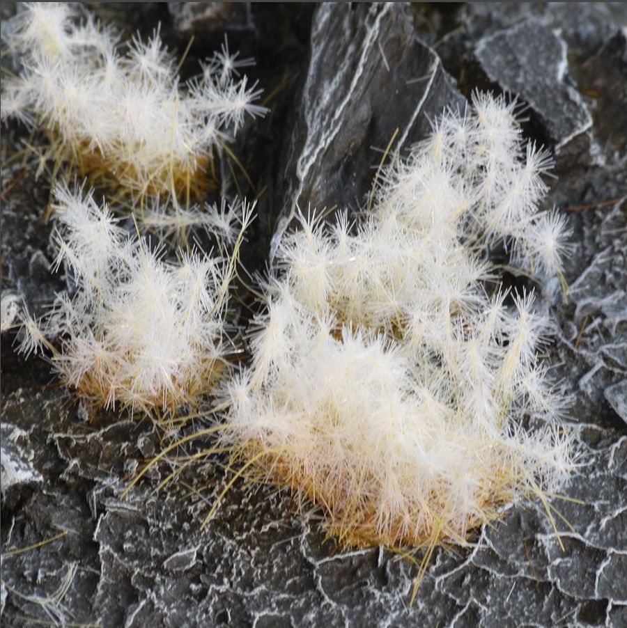 Spikey Winter 12mm (Wild)