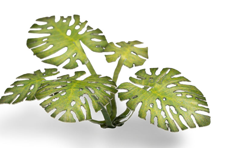 Monstera | Laser Plants