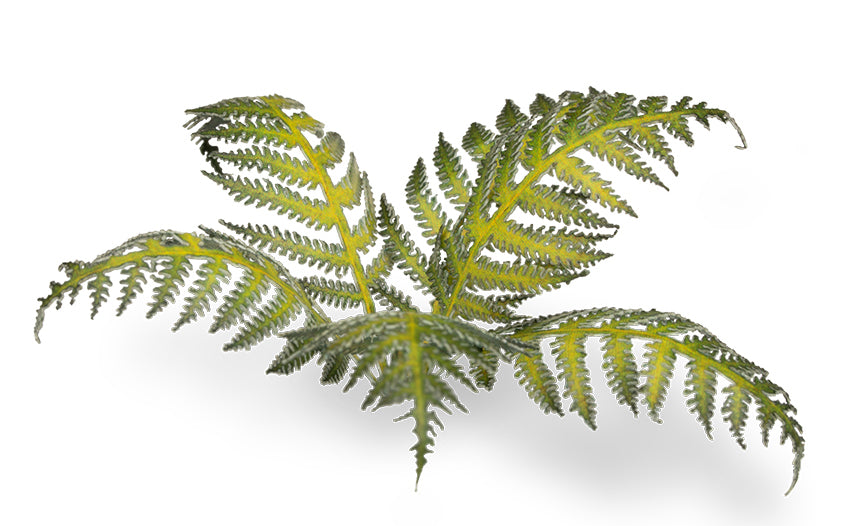 Bracken | Laser Plants