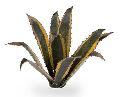 Agave | Laser Plants